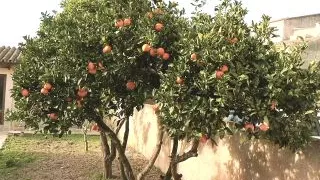 German Amateur Babes Play Dirty Part #2 - Amateurs Recorded