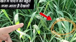 Indian actress leak mms sexy video viral  with her boyfriend big boobs