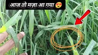 Pakistani actress leak mms sexy video viral live sexy with her boyfriend big boobs