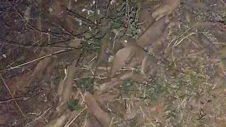 Bhabhi fucking my penis drop in pussy