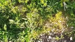 Pee Compilation. 15 Mins From Myself Peeing Everywhere