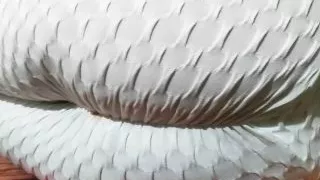 Wife Doogy Style fuck In hindi part-20