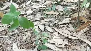 I fuck woman in the jongal.