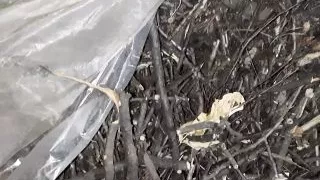 In the Village We Hide From Everyone That We Are Lesbians