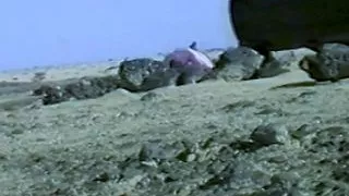 Sexy Blonde Naked on a Rocky Beach