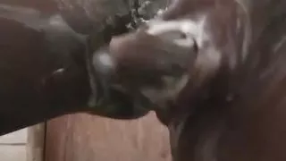 Big Black Cock