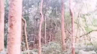 Desi Outdoor Jungle Sex