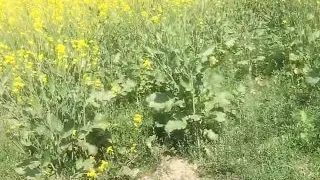 Deshi girl xxx video