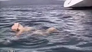 DVD Xkiss - Michelle Cannes stories