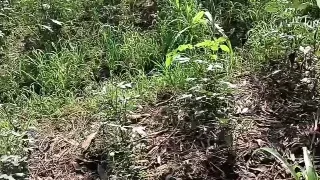 Telugu aunty bowlojab doing har agriculture owner coke in farm