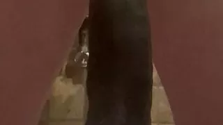 Cumming on my big black dildo then using it as lube to fuck my ass