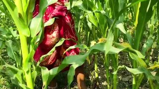 Step father and my wife outdoor sex