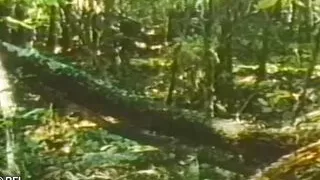 Vintage jungle domination