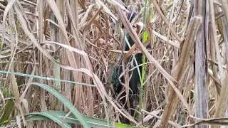 Leaving the village girl a lot