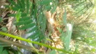 Cuple fucking outdoor