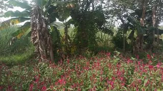 Aunty showing big boobs audio in young man