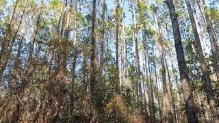 jacking off in the woods