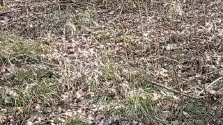 A little sunshine in the forest