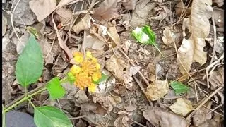 Holi music-holi WHITISH LIQUID -holi pee-Holi fun in forest #happyholi