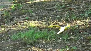 Mia Bitch Pervers - Episode 1