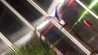 Busty chick gives head to this black dude