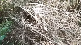 Step Mom Amateur Blowjob of My Lover in the Park