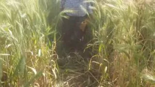 Beautiful sister-in-law in the field, who is roaming in the forest and dropping it and bathing outside in the open bathroom in the field?