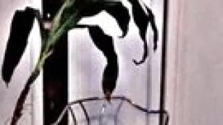 Chrisstrongcock Lotionedd up and Ready to Fuck.