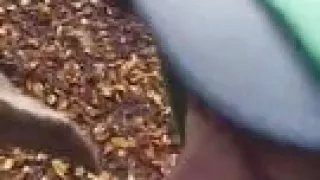 Direct shot in The forest between 2 straight friends who have the dick burning