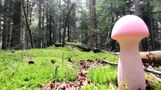 A Fee Finds A Magic Champ