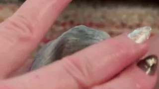 You Fav Chaos Gremlin