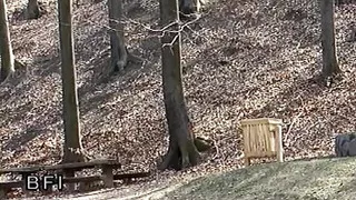 Short Hair Chick Dominated in Threesome Bang,