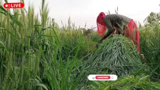 Indian Desi tight video, Desi beautiful girl first time anal Sex video, Desi video By -Snapchat143