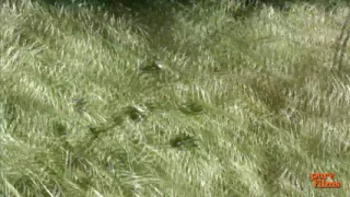 Fucking my horny black stepdaughter