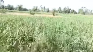 Neighbourhood sister-in-law