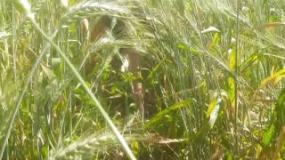 Sister-in-law after walking in the forest in the field and massaged her fat ass with her husband
