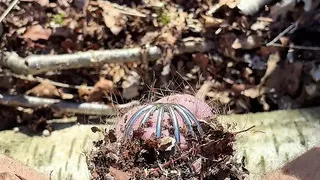 Releasing chasttiy cage in forest