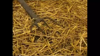 Grosso e Puttane! (Full Movie)