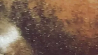 UsefulDreamChase pounding juicy Valley so hard that her legs start shaking