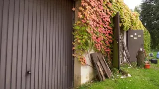 German MILF Anal Sex