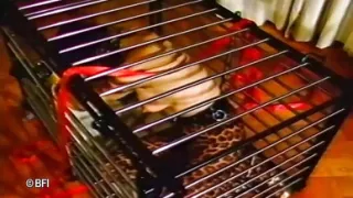 Taming the slave   NO AUDIO