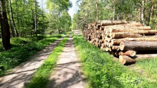 Tits beaten extensively in the sun