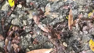 I go to the river and pervert records me and touches me while I wash