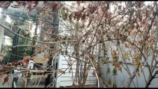 Alice Pees in the Street 3 Times