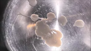 Easter Chocolate Quintessence