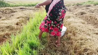 pee of the village in outdoor field of paddy cutting nomita boud