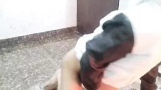 Bhabhi ko chod kar bur faad diya