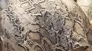 jogger without panties