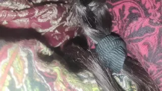 kissed my pussy, fucked me naked, enjoyed it India village style xxx videos