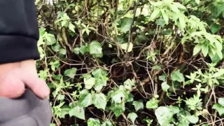 Flashing my little uncut foreskin penis in the outdoors